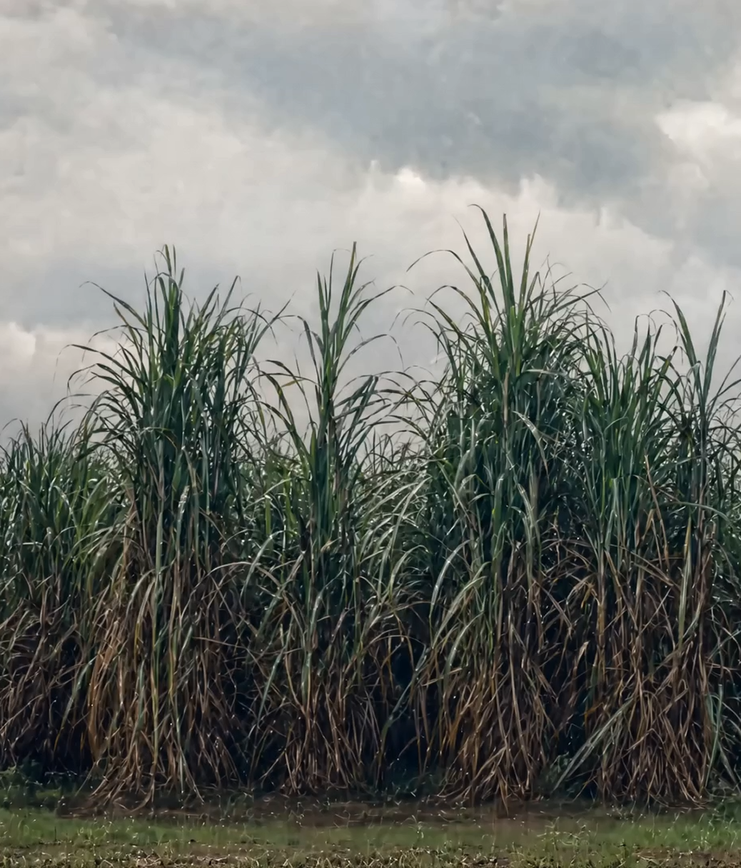 Sugar Doesn't Have to Just Taste Sweet Image